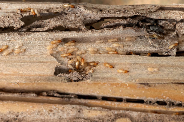 Best Affordable Pest Control Services  in Grand Blanc, MI